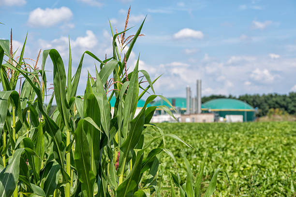 usina de energia com biomassa atrás de uma cornfield energiewende biogás - nachhaltig - fotografias e filmes do acervo