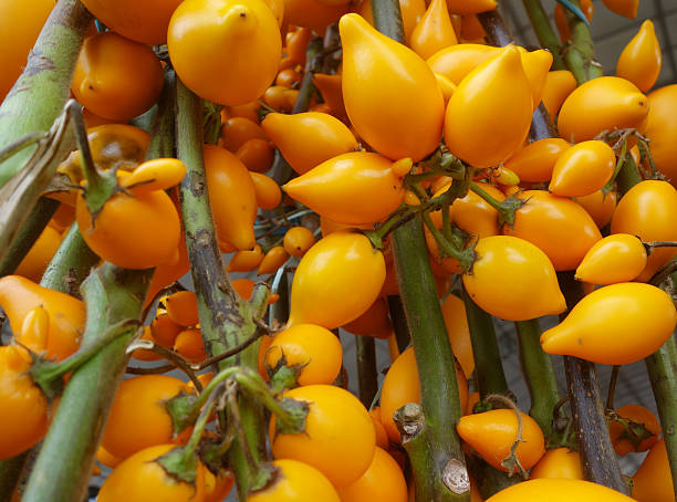 istock Solanum mammosum growing in the garden 503138326