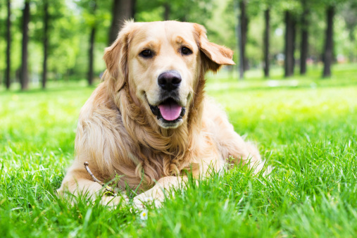 Cute Golden Retriever lying on the grass. In the park.