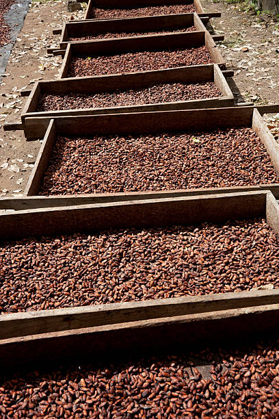 istock Trays with raw cocoa beans 503138824