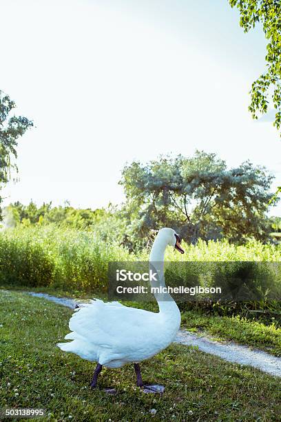 Swan Stock Photo - Download Image Now - Agricultural Field, Animal, Animal Body Part