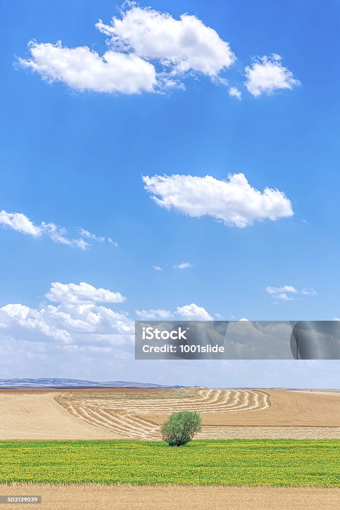 Árbol, nubes, sunflowers y los campos de trigo - Foto de stock de Accesibilidad libre de derechos