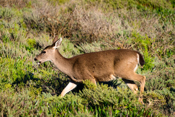 istock Golden Gate National Recreation Area 503139872