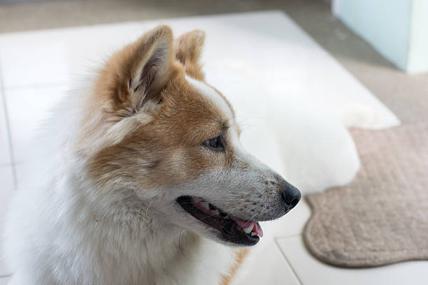 istock Close up cute Thai Bang Kaew dog face 503139988