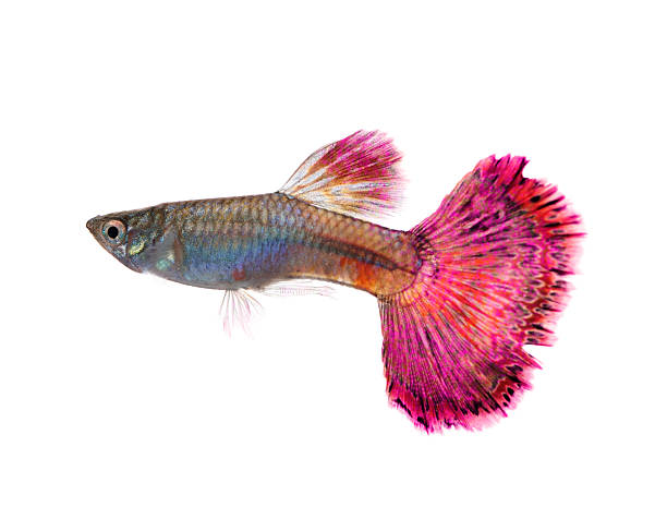 istock guppy fish isolated on white background 503140024