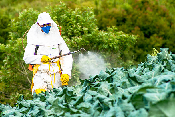 manual pesticide sprayer Capao Bonito, Sao Paulo, Brazil, December 18, 2009. Farmer with manual pesticide sprayer on cabbage field in Sao Paulo state insecticide photos stock pictures, royalty-free photos & images