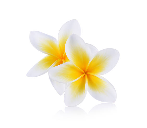 istock Tropical flowers frangipani (plumeria) isolated on white backgro 503144396