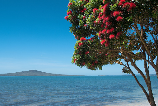 Rangitoto is the closed island of Waitemata Harbour in Auckland, New Zealand. View with the endemic tree pohutukawa in the foregroung, pohutukawa is also known as a Christmas tree as it consistently flowering around Christmas time.