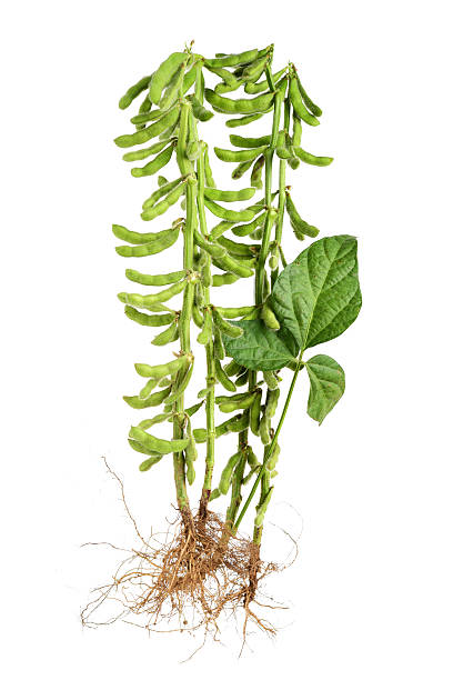 istock Green lush soybean pods 503144902