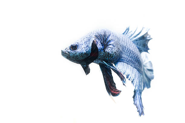 사각의 고기잡이 - siamese fighting fish tropical fresh water fish fishbowl fighting fish 뉴스 사진 이미지