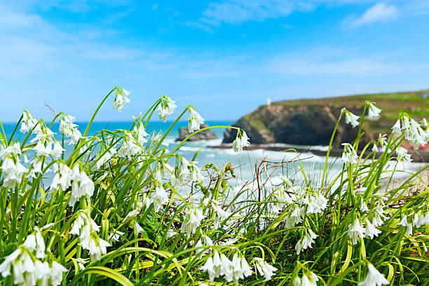 Potrtreath North Cornwall, wildflowers growing on the cliff overlooking the beach at Portreath Cornwall UK