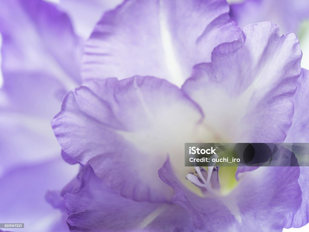 Bellissimo viola Gladiolo - Foto stock royalty-free di Bellezza