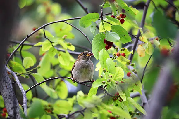 Bird feeding on serviceberry fruit.