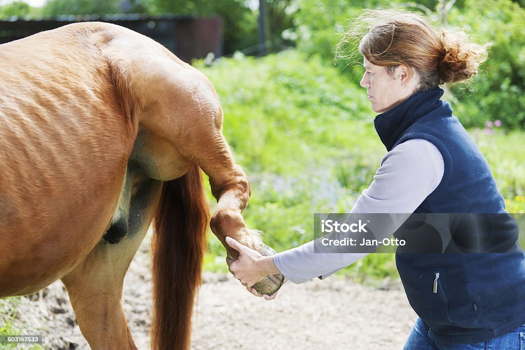 Feminina realizando chiropractics Veterinário - Foto de stock de Cavalo - Família do cavalo royalty-free