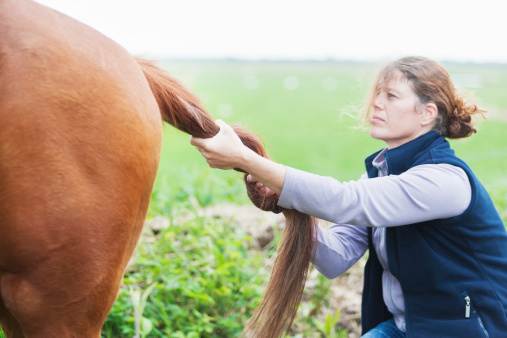 A female veterinarian, performing some chiropractics on a horse. Focus on tail. XXL size image. Image taken with Canon EOS 1 Ds Mark II and EF 70-200 mm USM L.