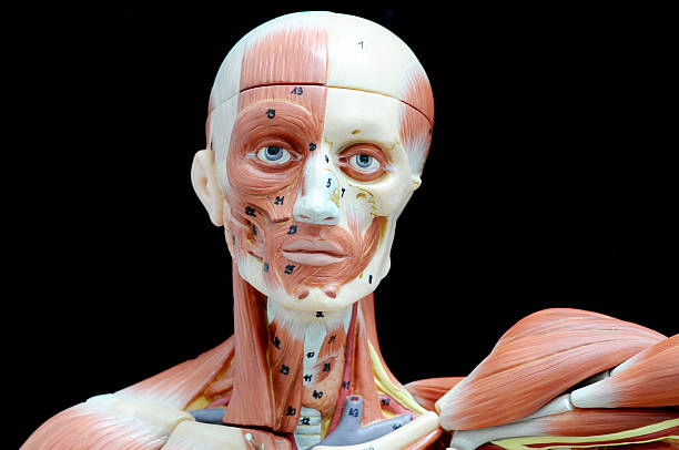 istock muscle of face human 503148997