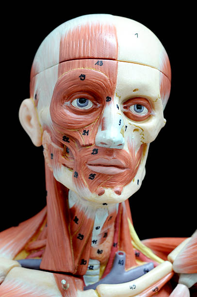 istock muscle of face human 503149011