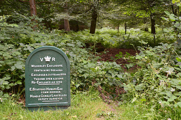 istock Wilverley Enclosure in the New Forest, Hampshire, UK 503149619
