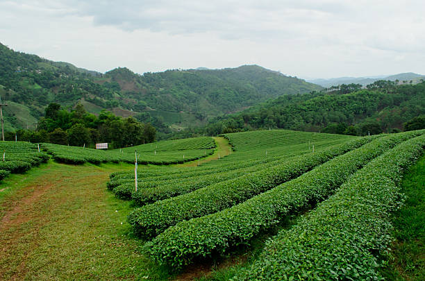 istock tea plantation in Thailand 503149693