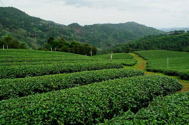 istock tea plantation in Thailand 503149697