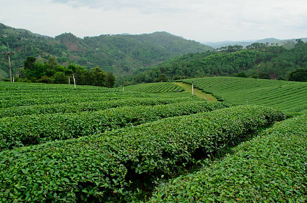 istock tea plantation in Thailand 503149701