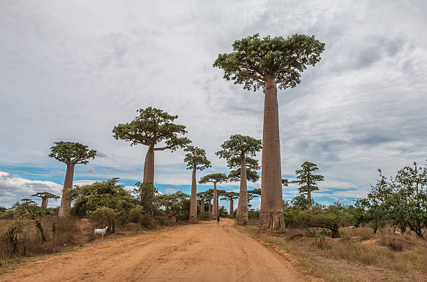 istock Huge Baobab Trees in Avenue du Baobab in Madagascar 503150005