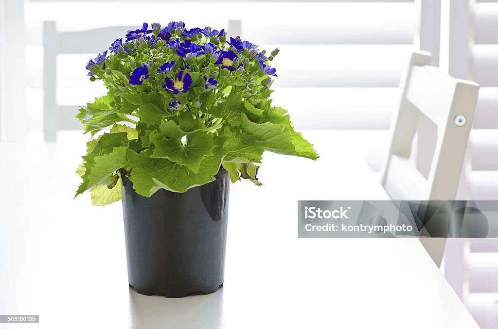 Blue Cineraria Blue Cineraria in a pot on white table Abundance Stock Photo