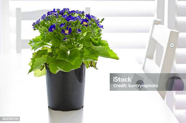 Blue Cineraria Stock Photo - Download Image Now - Abundance, Blue, Choice