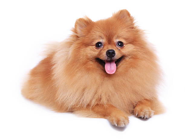 istock brown pomeranian dog isolated 503151809