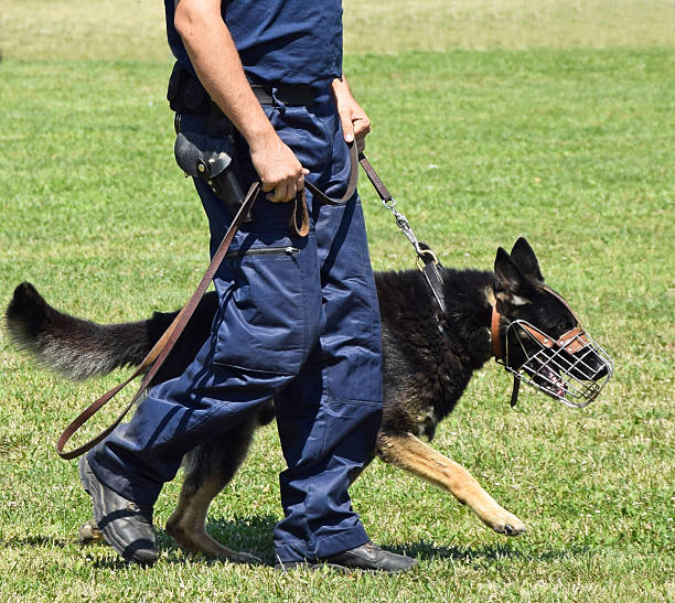 istock Police man is walking with his dog 503152417