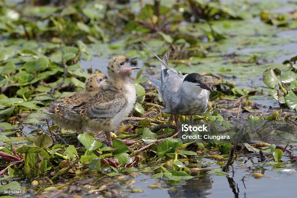 The Whiskered Tern. Birds with chicks Animal Stock Photo