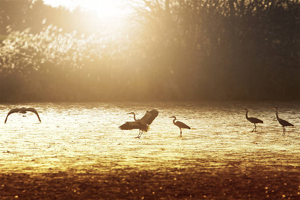 tramonto sul laghetto con cucchiaio di uccello - gray heron foto e immagini stock