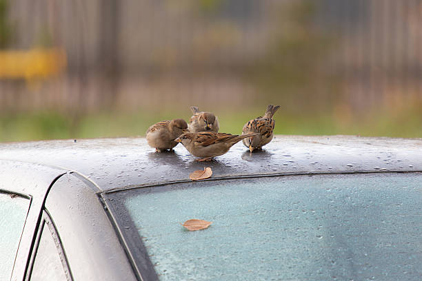 istock flock of sparrows on the roof 503155422