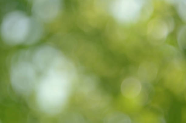 istock Green nature bokeh light background. 503155534