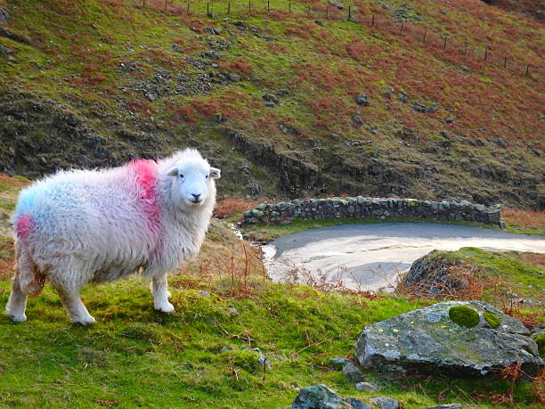 雌羊 herdwick にハードノットパス - herdwick sheep ストックフォトと画像