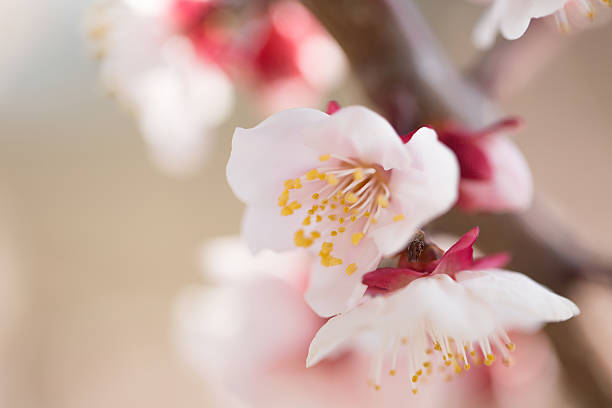 cherry blossom - 華やか - fotografias e filmes do acervo