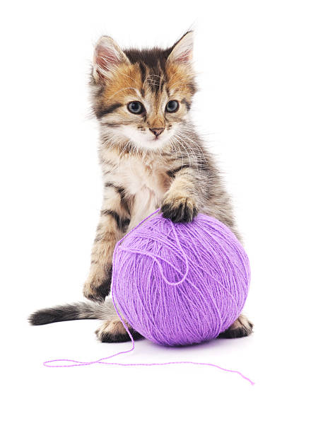istock Kitten with purple balls. 503157374