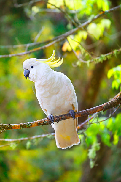 istock Sulphur-crested cockatoo bird 503158990
