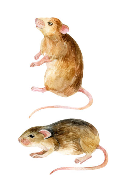 zestaw myszy. dwa watercolor myszy. - mouse rodent animal field mouse stock illustrations