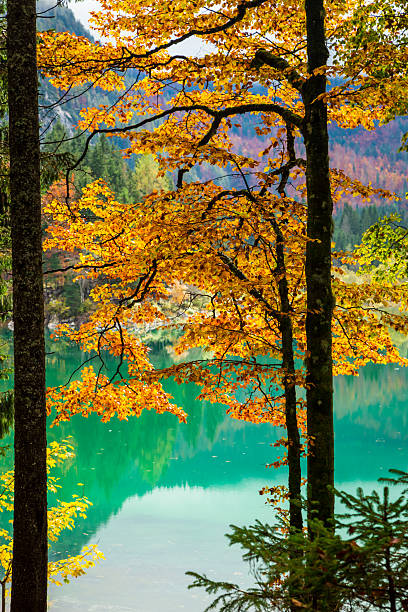 istock Autumn morning in the alps 503159834