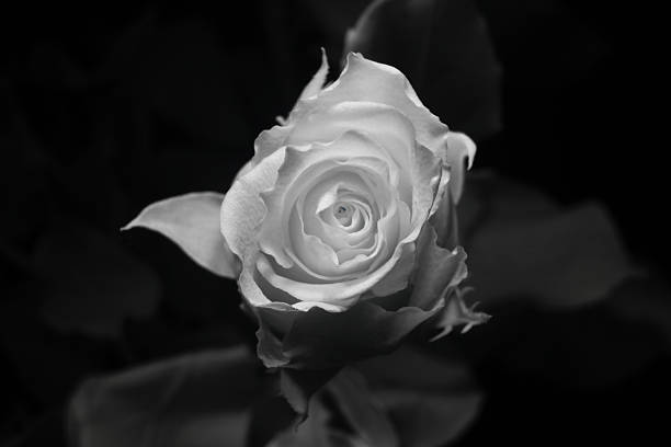 istock Rose flower in ultraviolet 503160038