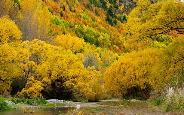 istock Autumn in New Zealand 503162488