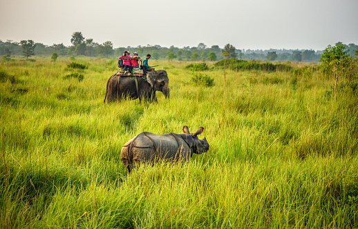 Chitwan, Nepal - October 23, 2015 : Tourists watching and photographing a rhino from the back of an elephant in Chitwan National Park.
