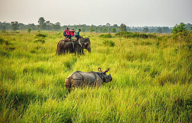 Tourists watching a rhino from an elephant in Nepal Chitwan, Nepal - October 23, 2015 : Tourists watching and photographing a rhino from the back of an elephant in Chitwan National Park. indian elephant photos stock pictures, royalty-free photos & images