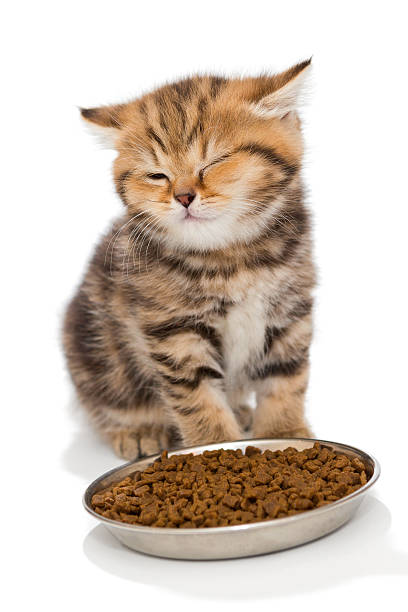 istock Little kitty and dry food 503162892