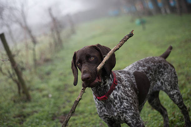 istock Cute German pointer holding a stick outdoor, ready to play 503163834