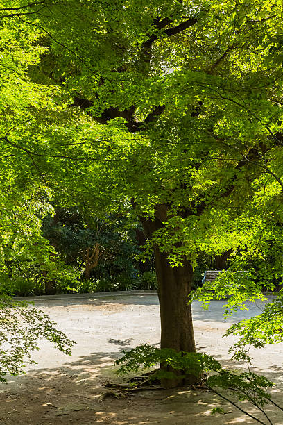 japonais arbre - kelly green light plant tree photos et images de collection