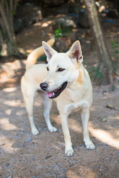 istock starve dog in rural 503165430