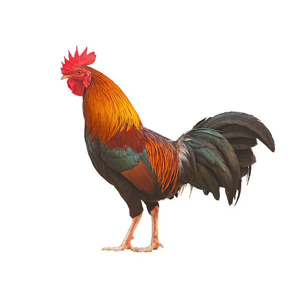 istock Colorful Rooster isolated on white background 503165944