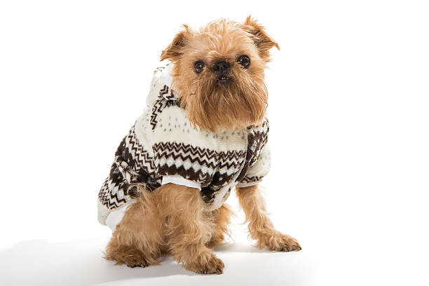 istock Dog breed Brussels Griffon in a warm jacket 503166720